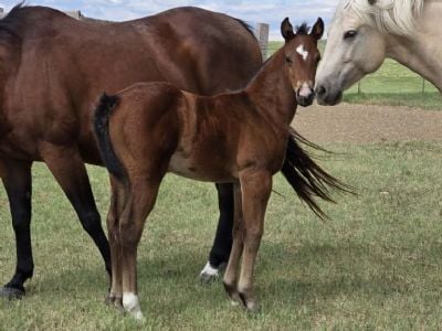Whiskey Up Poison JW<BR>AQHA PENDING